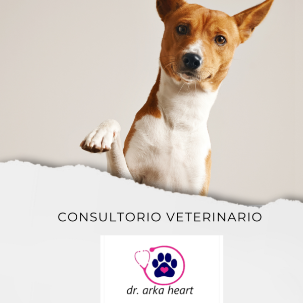 Consultorio Veterinario Dra Arka Heart