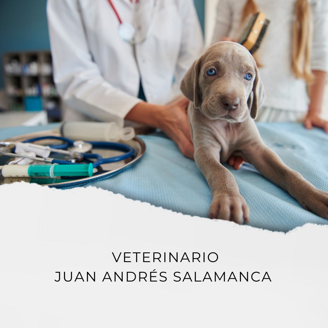 Juan Andrés Salamanca  Veterinario